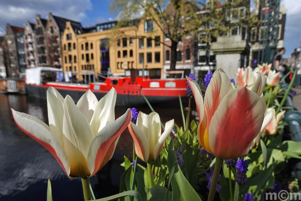 beautiful tulips Oranjebrug Amsterdam