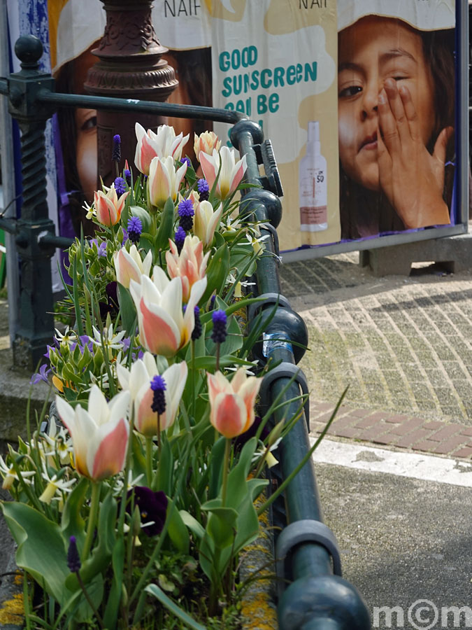 beautiful tulips in Amsterdam Oranjebrug