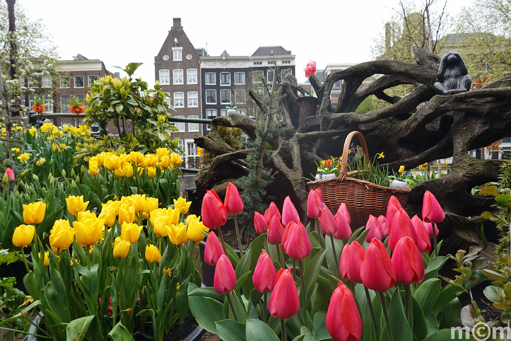 tulips Amsterdam Singel Queer Garden Corsgenbrug