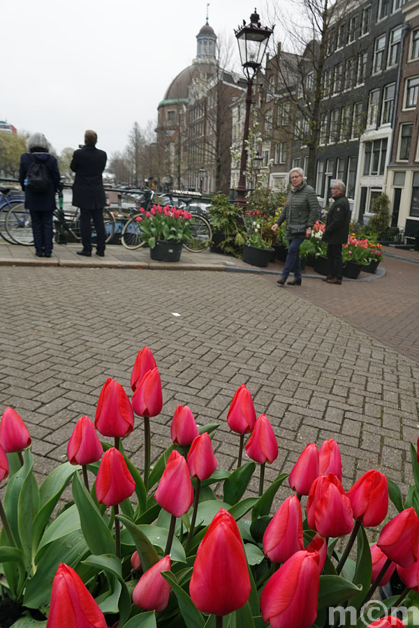 tulips Amsterdam Singel Lutheran church