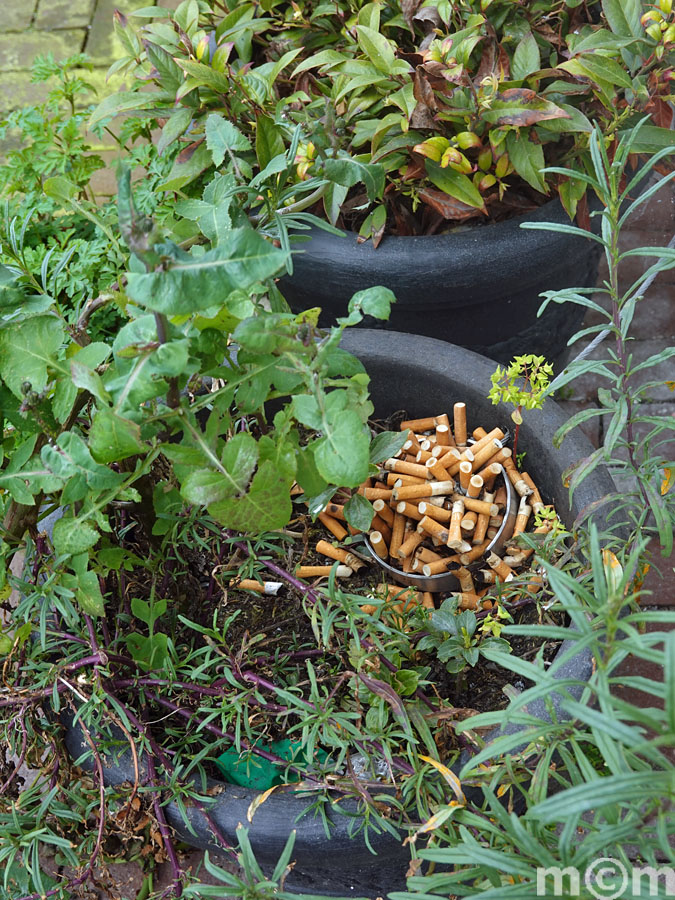 overflowing ashtray in plantpot Amsterdam