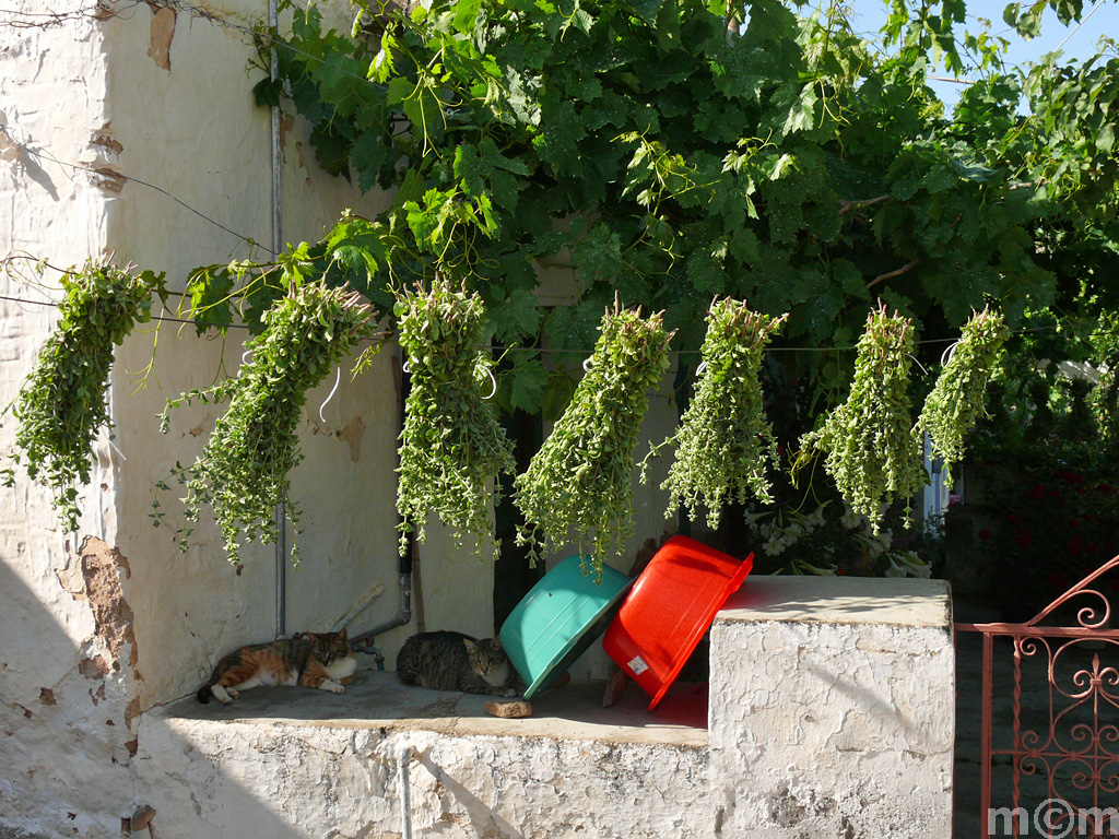 Crete Lassithi, Chochlakies