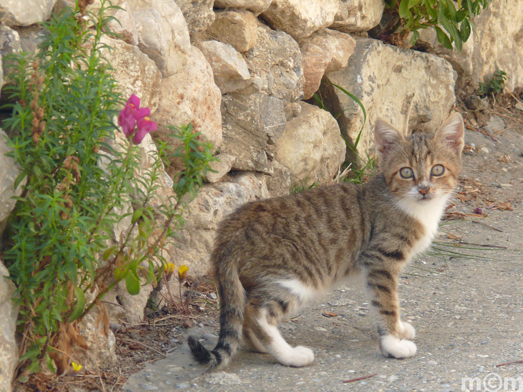 Crete Lassithi, Perivolakia