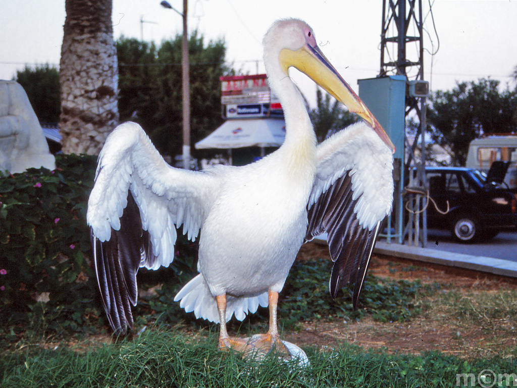 Crete Lassithi, Sitia 1990