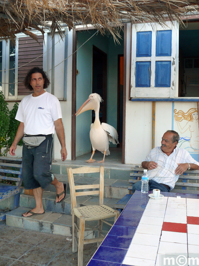 Crete Lassithi, Sitia 2009