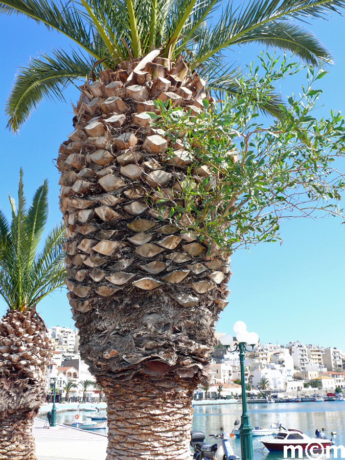Crete Lassithi, Sitia 2011