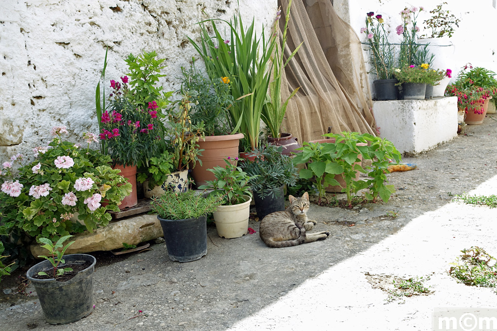 Crete Lassithi, Vori