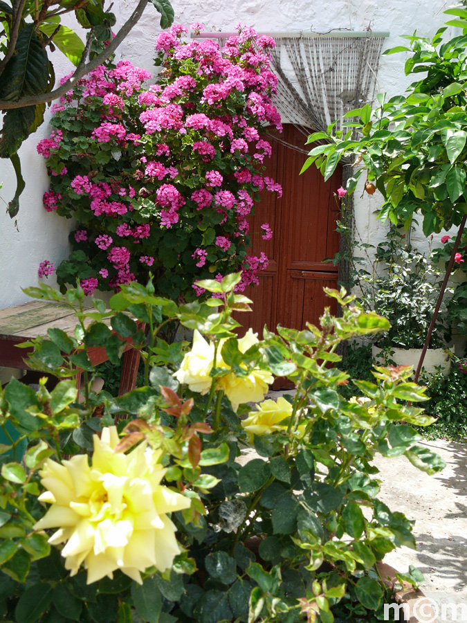 Crete Lassithi, Vrysidi
