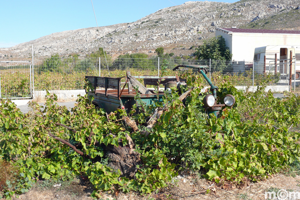 Crete Lassithi, Ziros