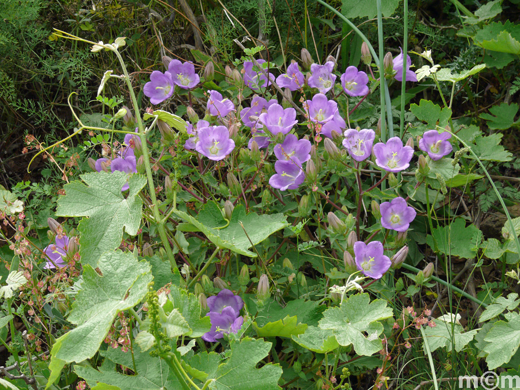 Crete Lassiti, Achladia