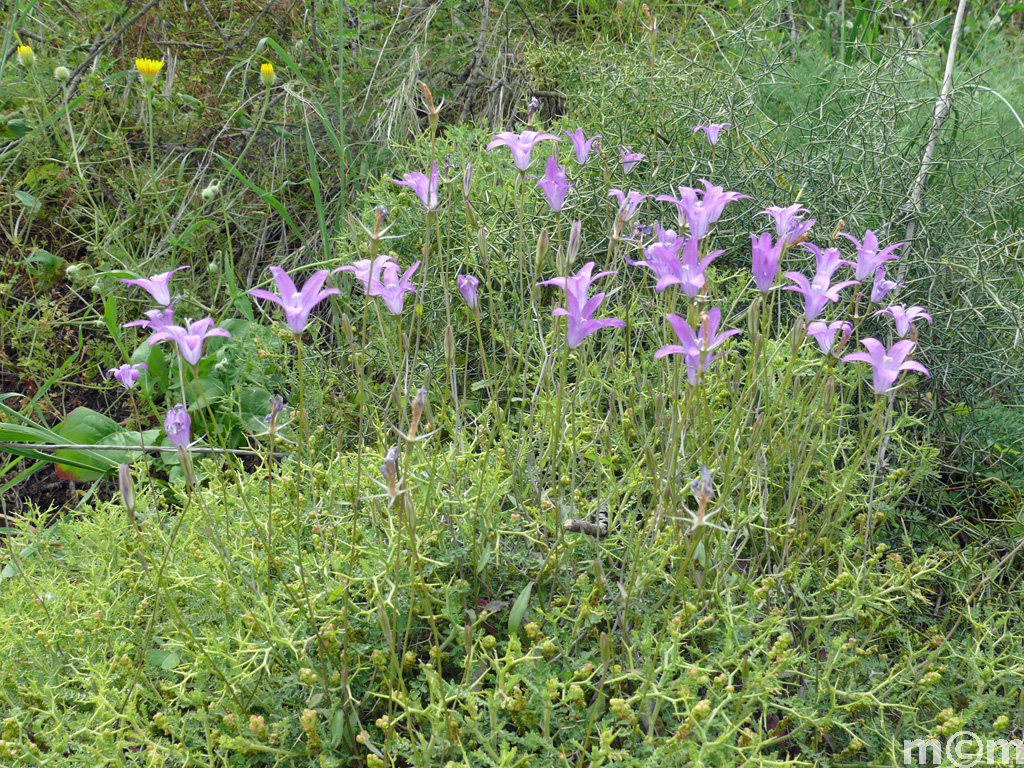 Crete Lassiti, Achladia