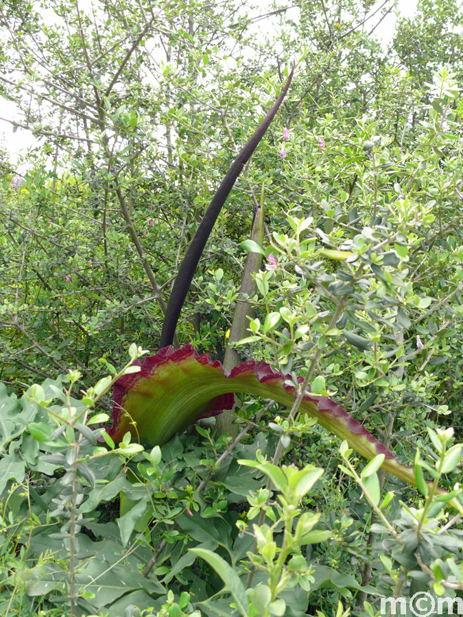 Crete Lassiti, Achladia