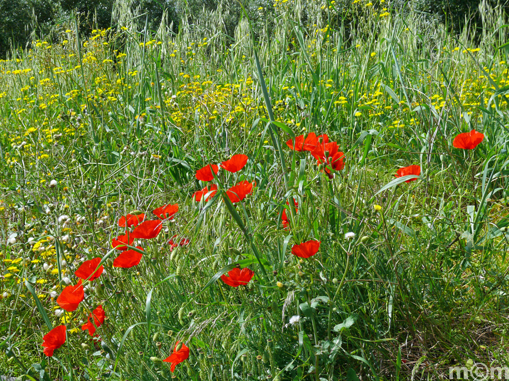 Crete Lassiti, Achladia