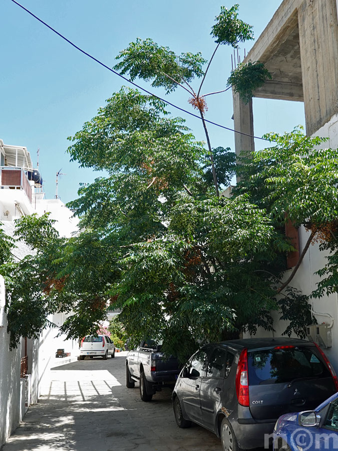 Crete Lassithi Ierapetra 