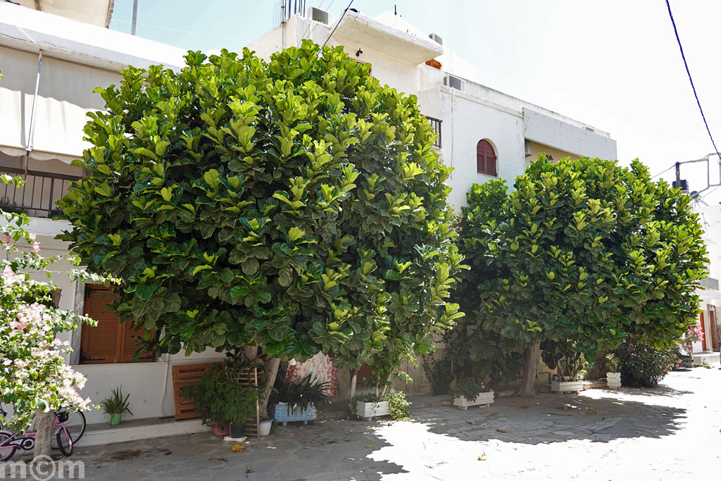Crete Lassithi Ierapetra