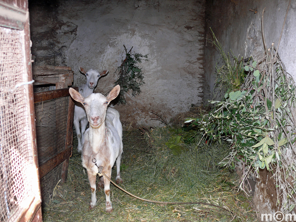 Crete Lassiti, Kavousi
