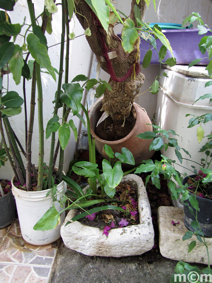 Crete Lassiti, Kavousi