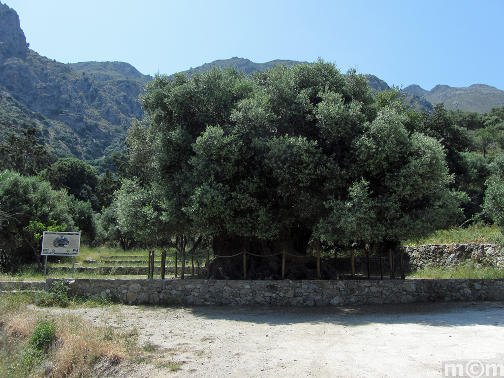 Crete Lassiti, Kavousi