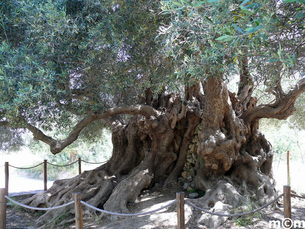 Crete Lassiti, Kavousi