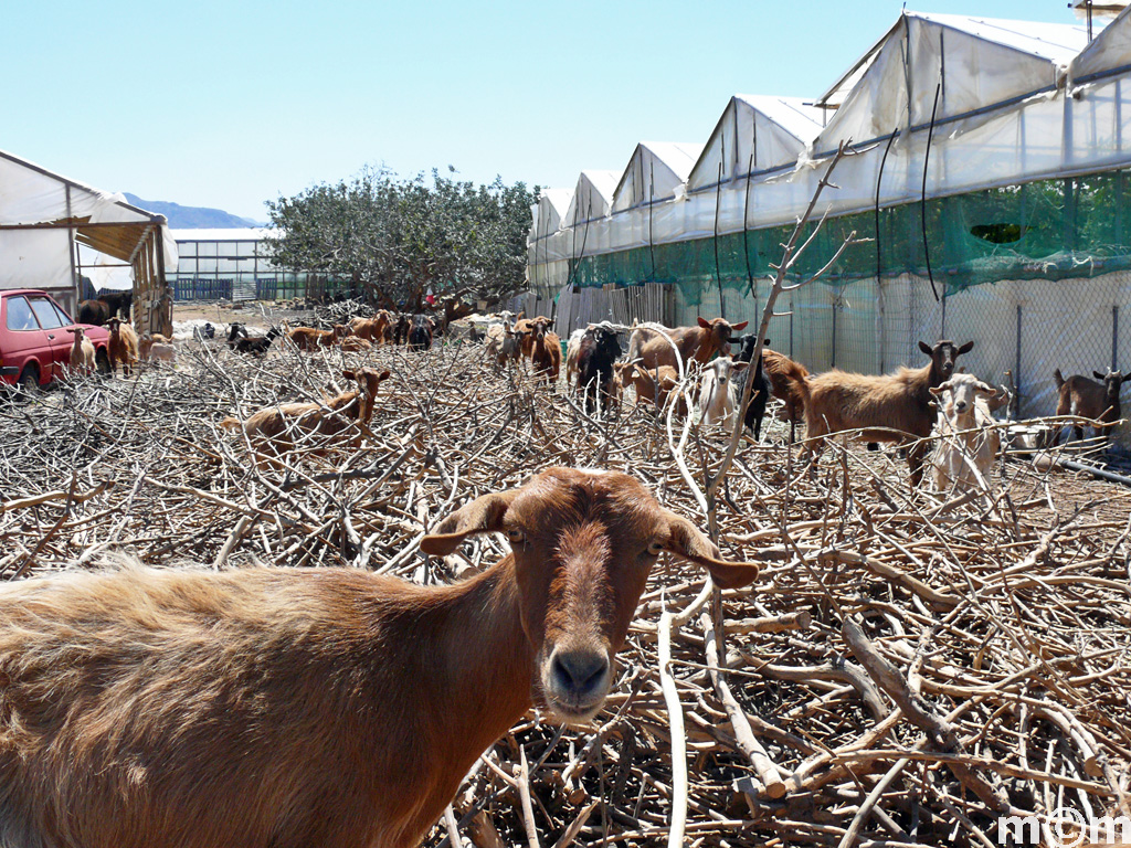 Crete Lassiti, Koutsoouras