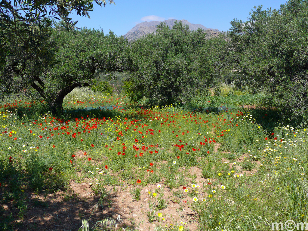 Crete Lassiti, Koutsoouras