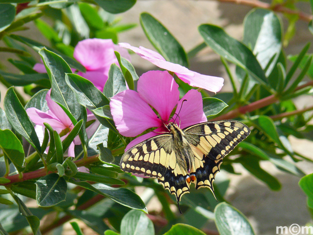 Crete Lassiti, Makrigialos