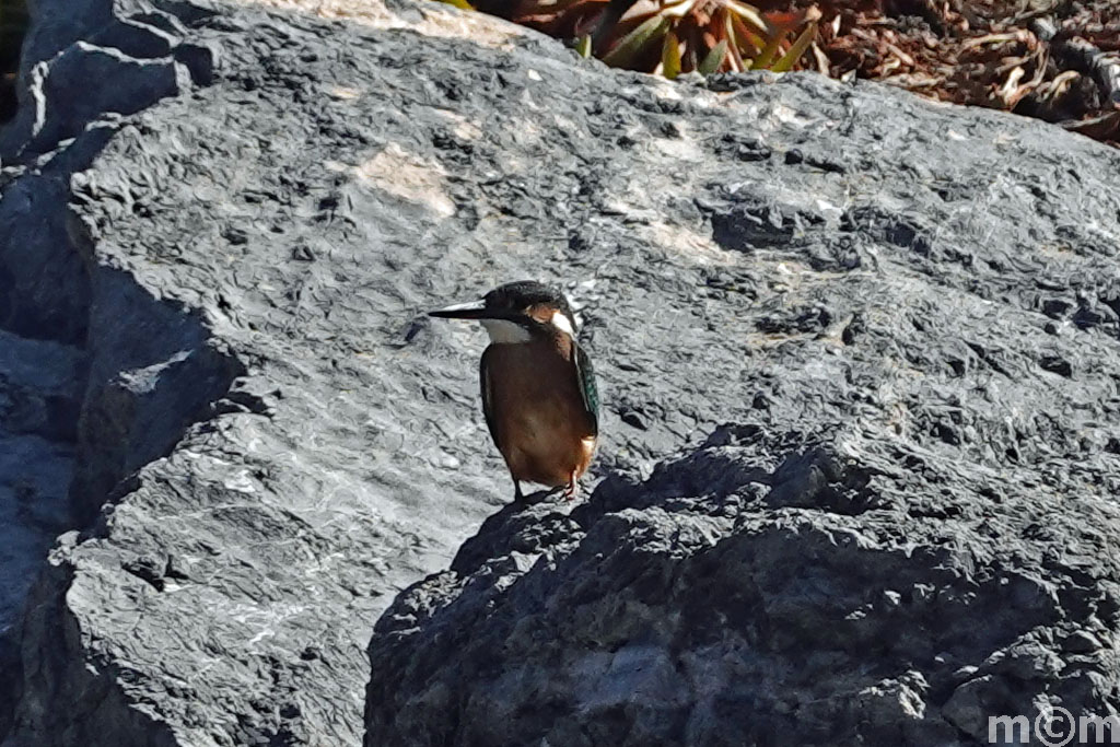 Crete Lassiti, Makrigialos