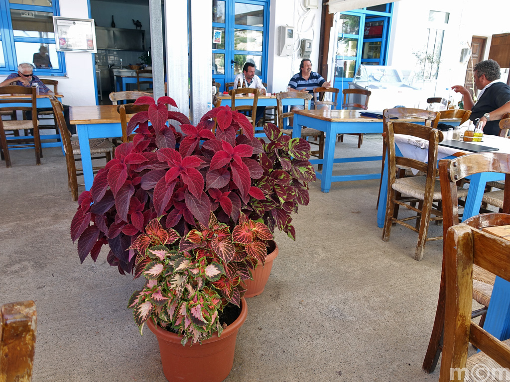 Crete Lassiti, Mochlos