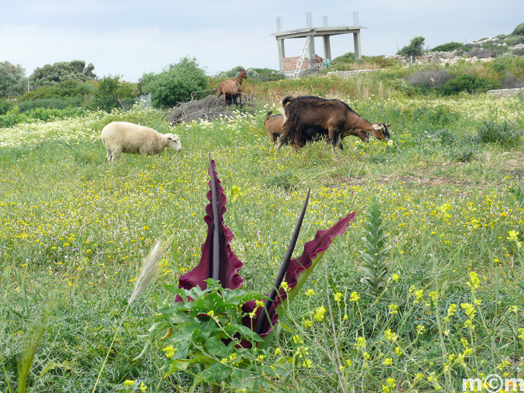 Crete Lassiti, Moni Faneromenis, near Sitia