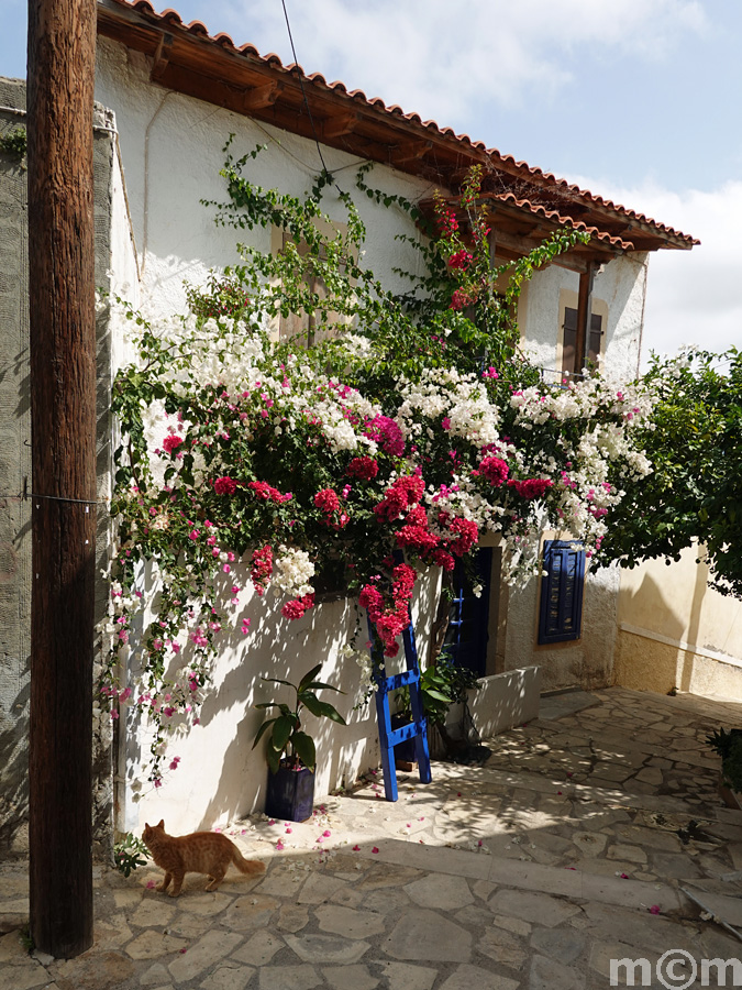 Crete Lassithi, Schinokapsala