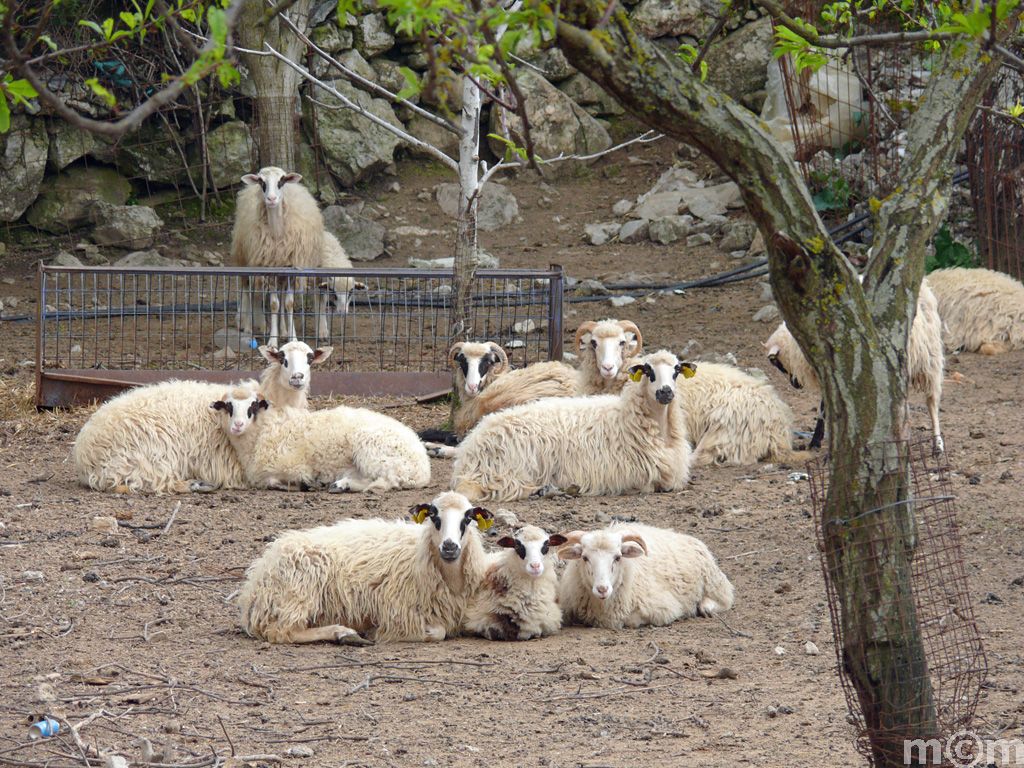 Crete Lassithi, Avrakontes