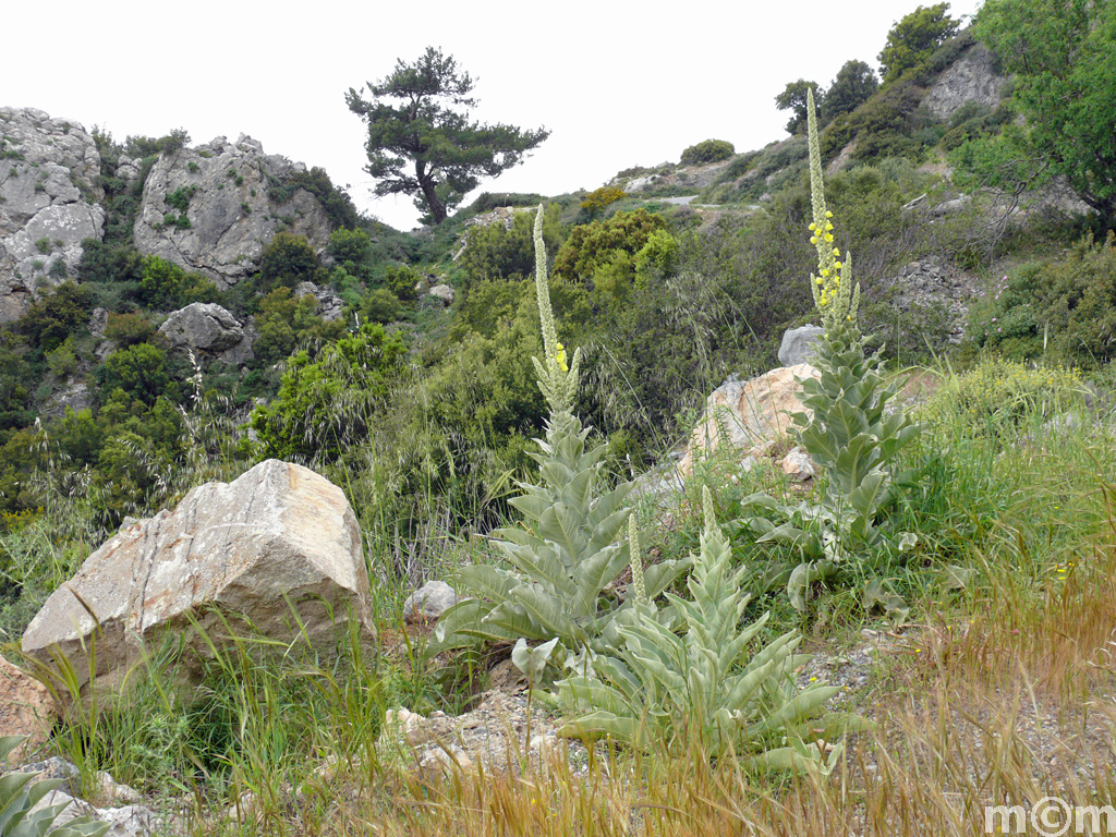 Crete Lassithi, Kalamafka
