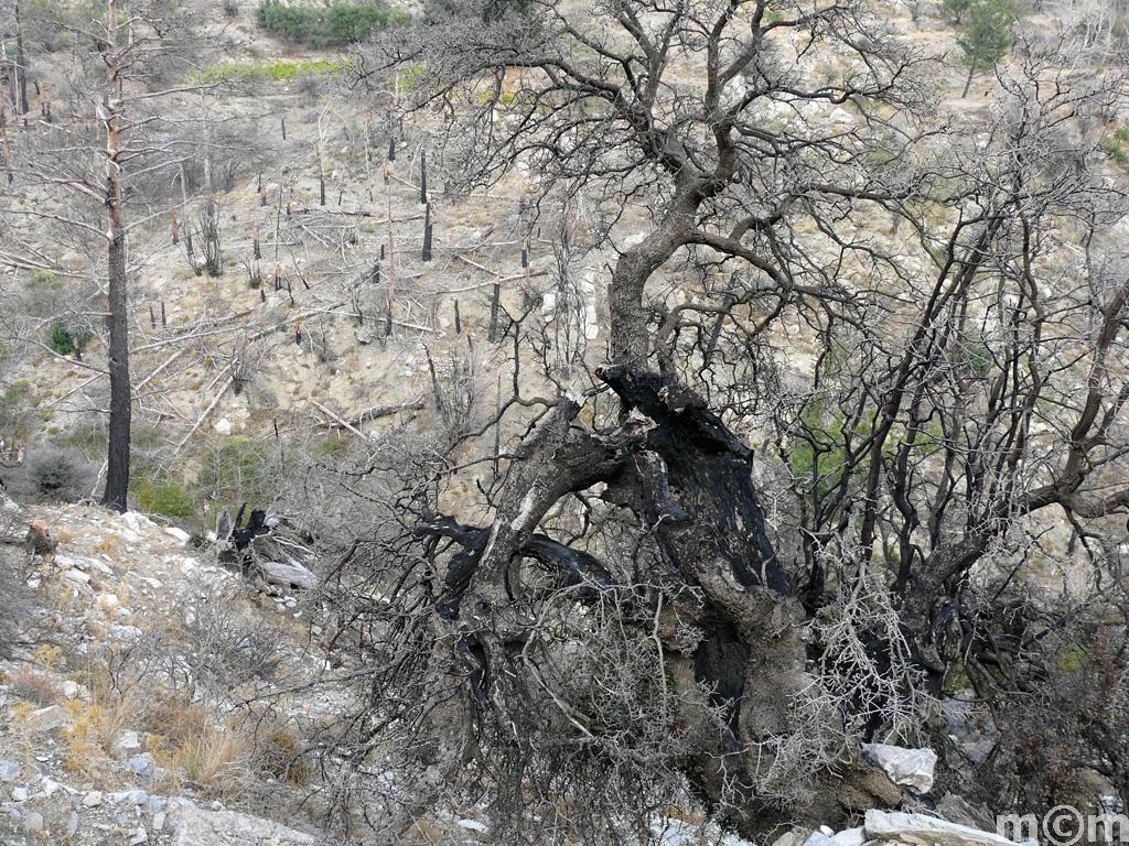 Crete Lassithi, Selakano