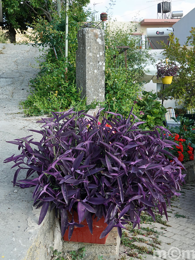 Crete Rethminon, Anogia