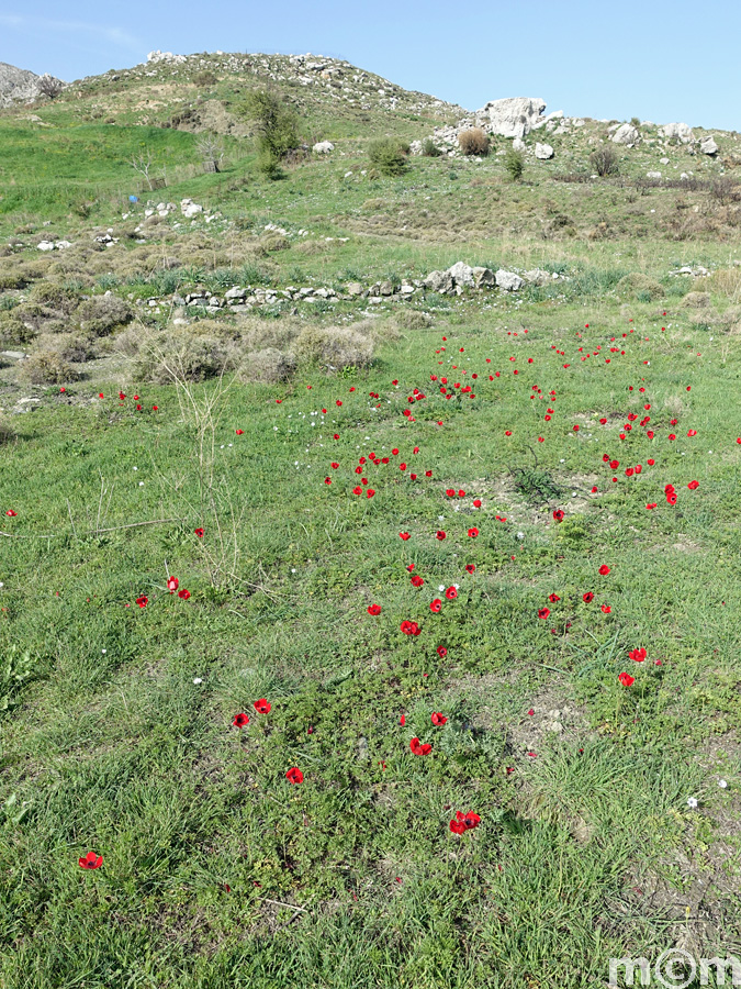 Crete Rethminon, Spili Fourkismenou