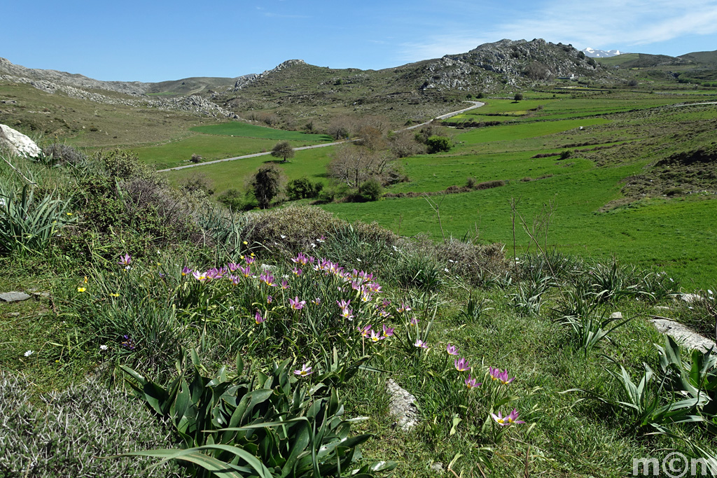Crete Rethminon, Spili Fourkismenou