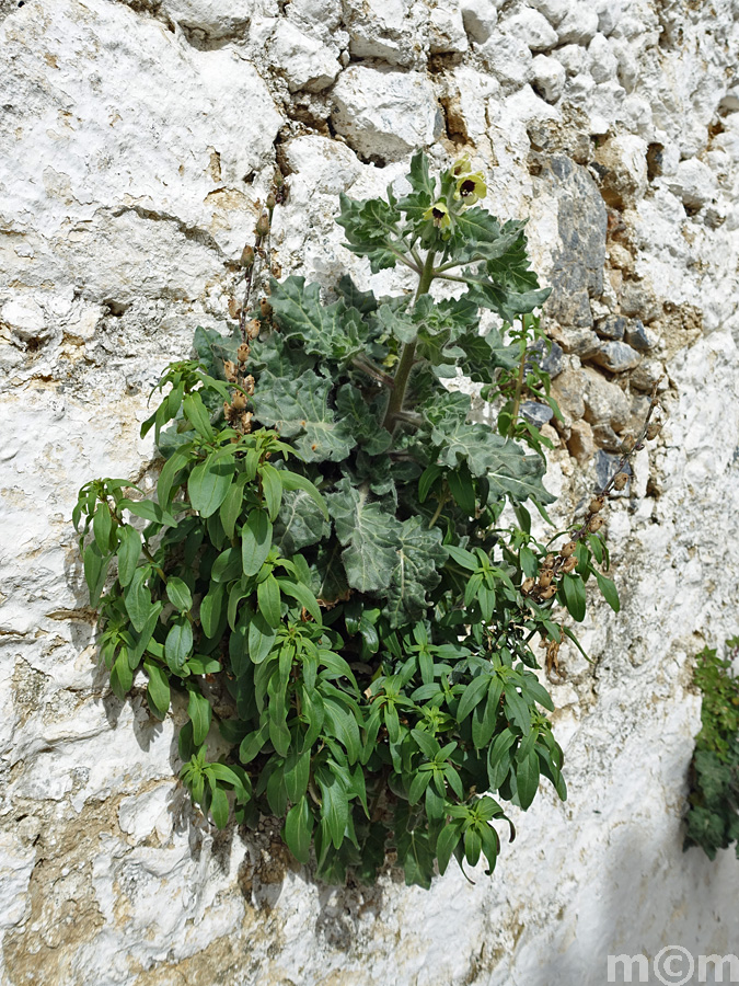 Crete Rethminon, Vistagi