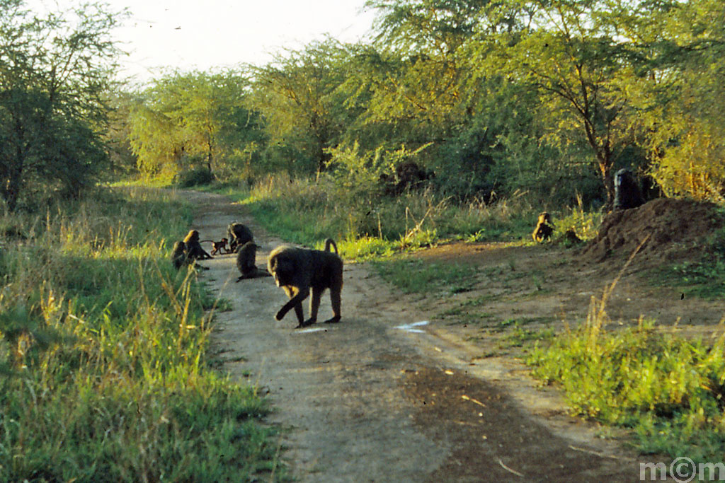 Uganda, Chobe-national-park