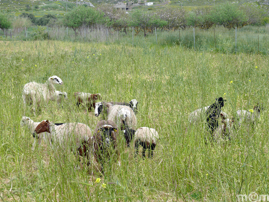 Crete Lassithi, Armenoi