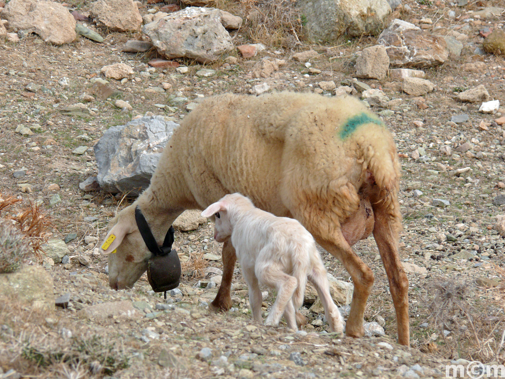 Crete Lassithi, Kyriamadi