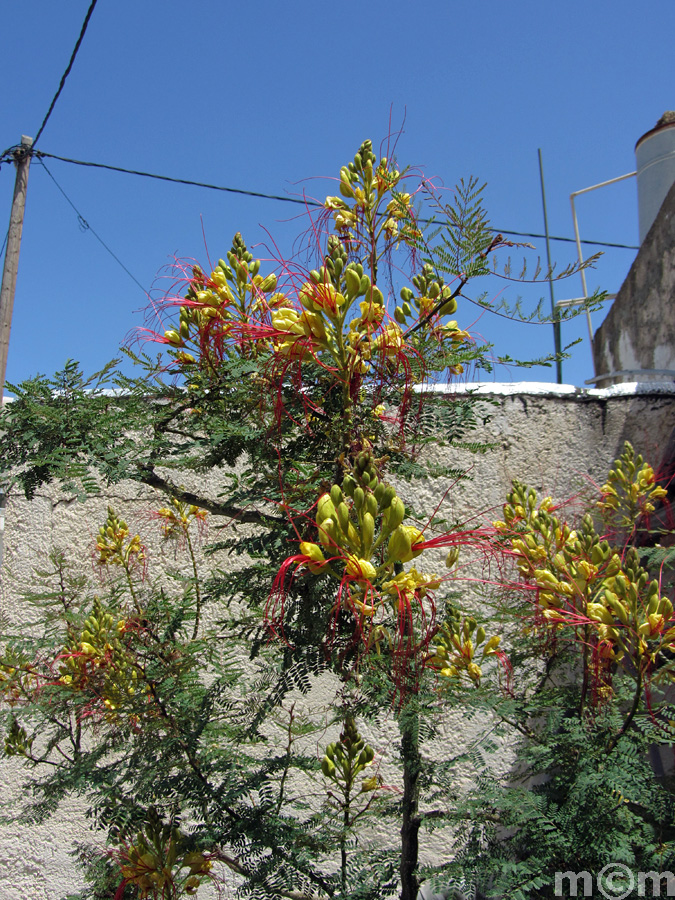 Crete Lassithi, Paleokastro