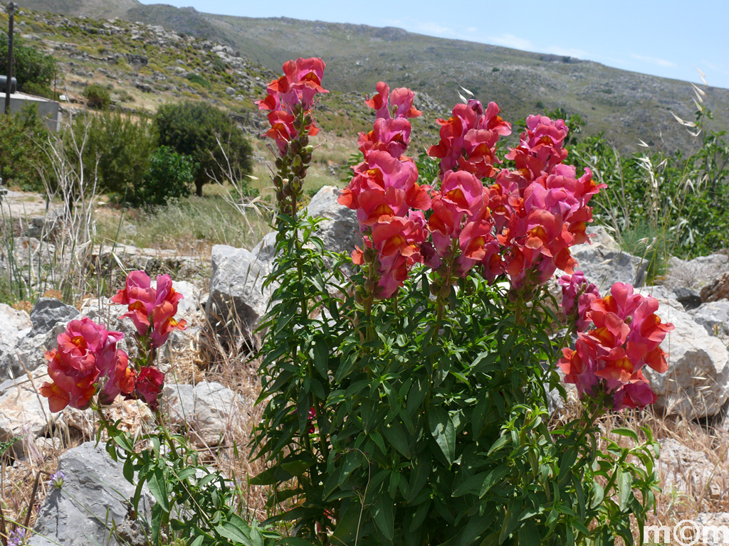 Crete Lassithi, Vrysidi