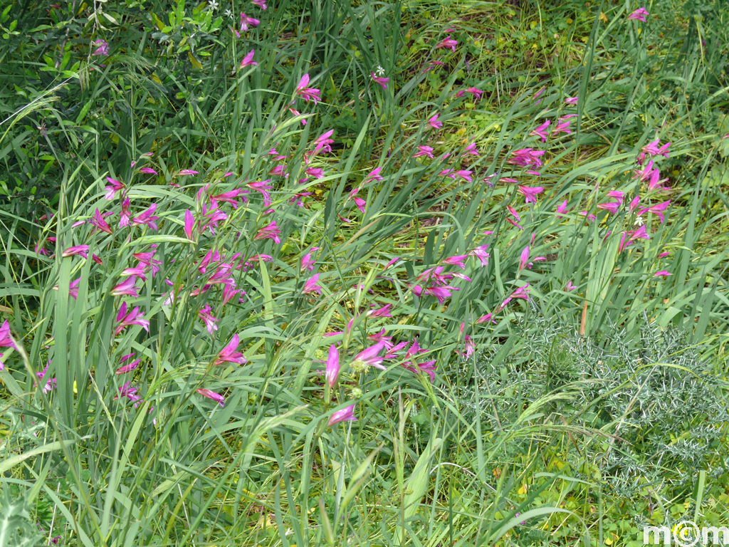 Crete Lassiti, Achladia