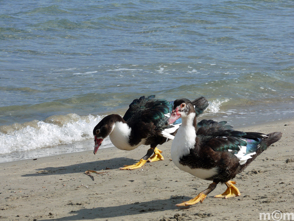 Crete, Agios Nikolaos, Almiras beach