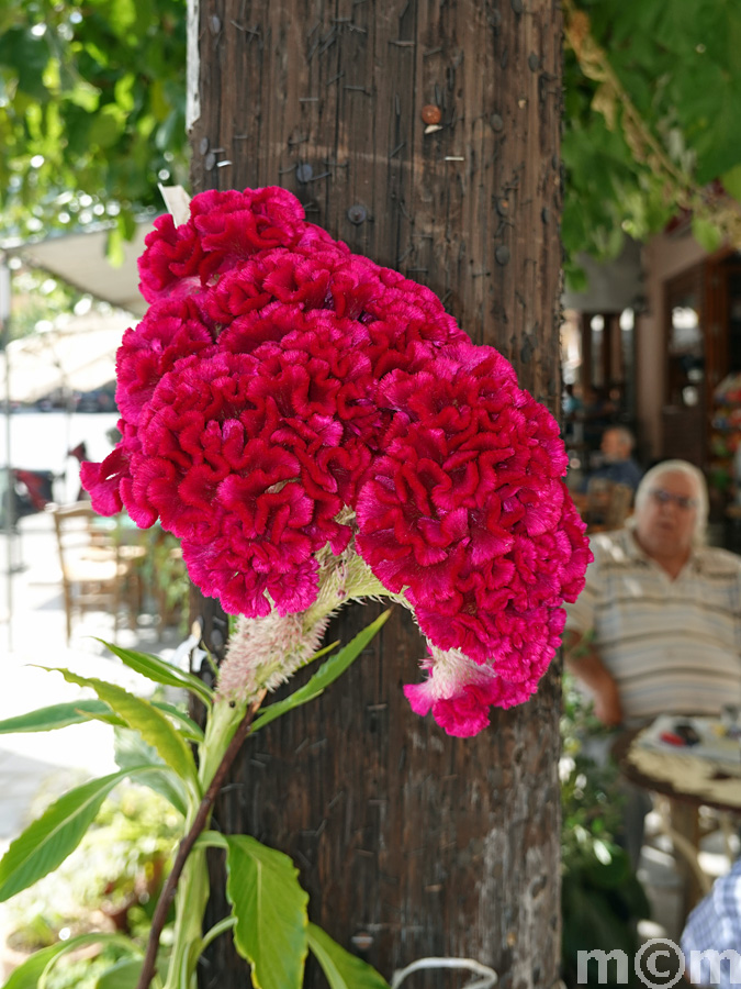 Crete Lassithi, Neapoli