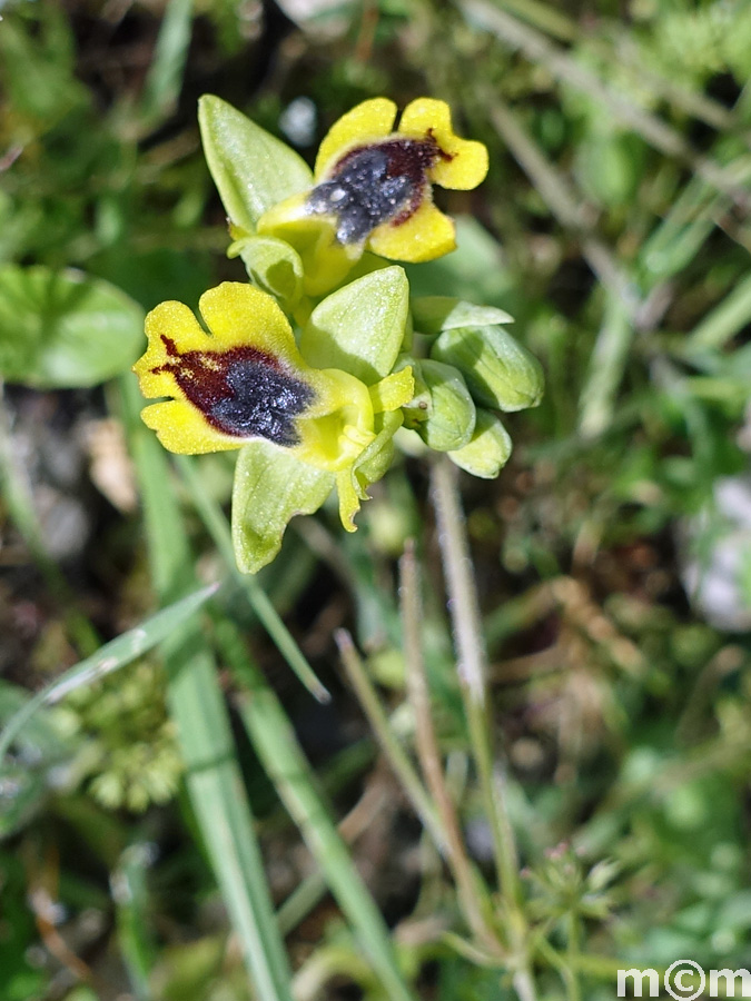 Crete Rethminon, Meros Vistagi