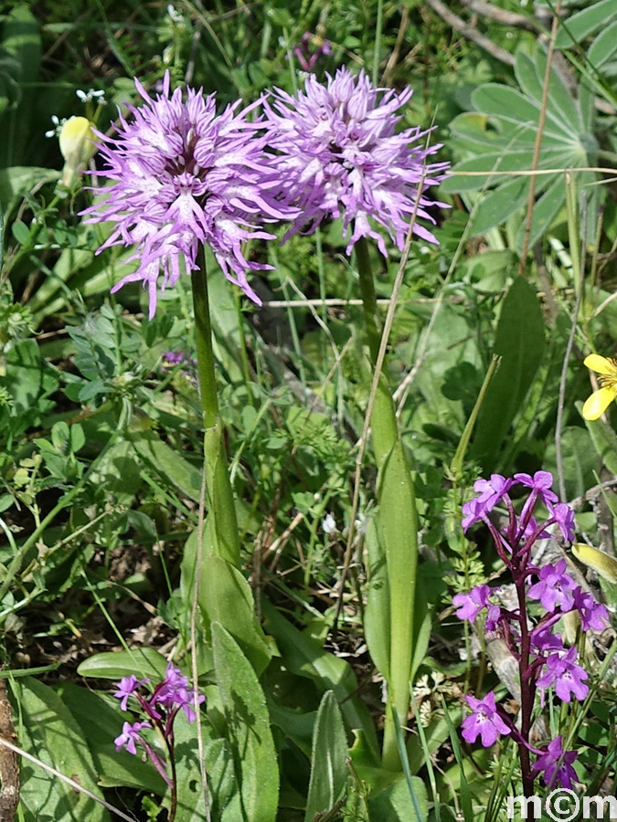 Crete Rethminon, Meros Vistagi