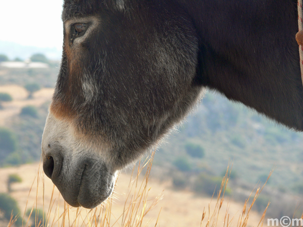 Crete Rethminon, Orne Chordaki