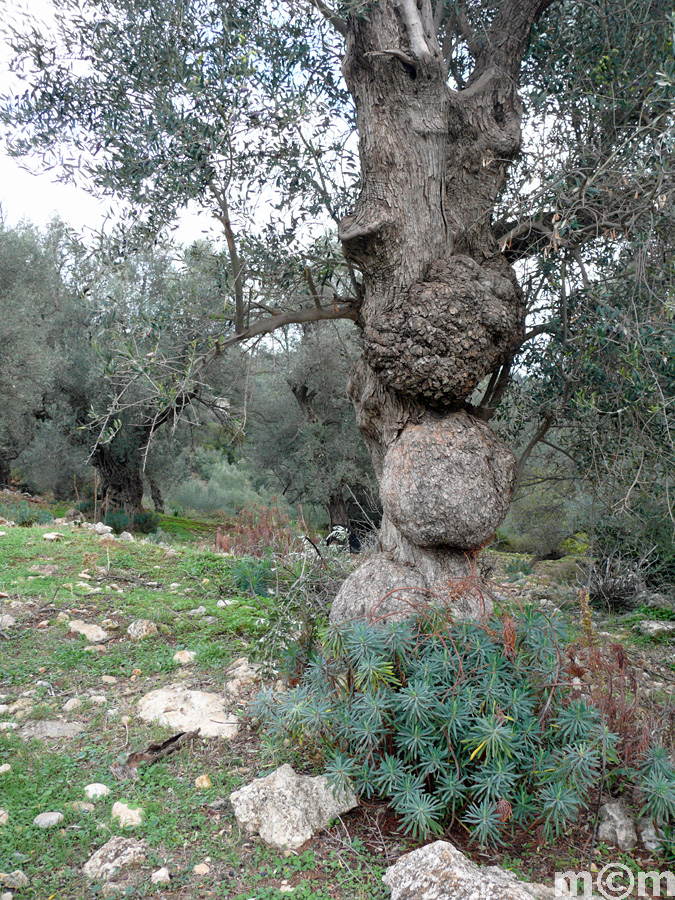 Crete Rethminon, Panormos