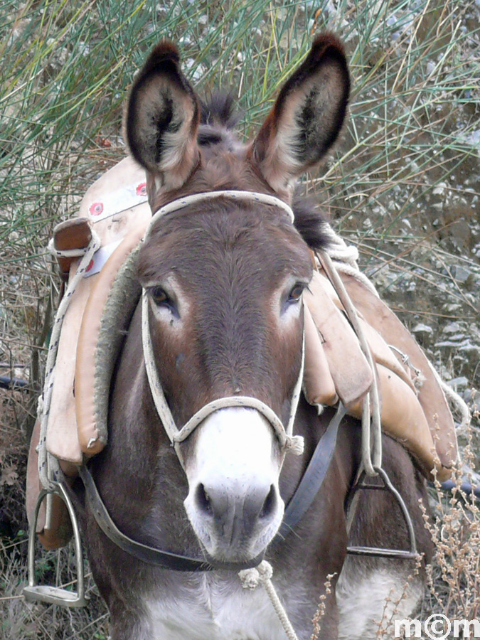 Crete Rethminon, Spili Lampini